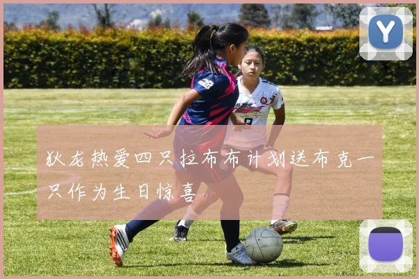 狄龙热爱四只拉布布计划送布克一只作为生日惊喜